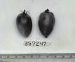 Click for 1 image(s) for this accession. FRUIT